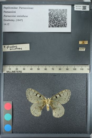 Media type: image;   Entomology 174415